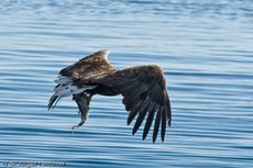 Seeadler (9 von 11).jpg